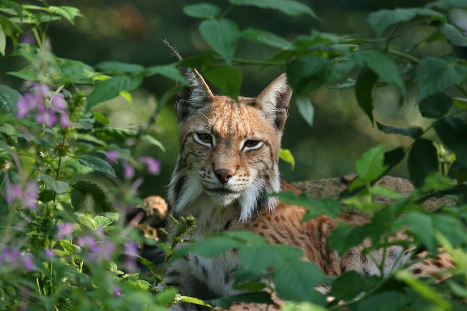 Luchs_Foto_Ole_Anders.jpg