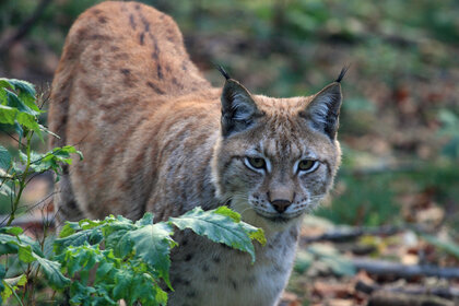 Luchs1.jpg