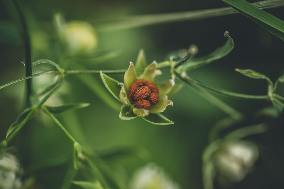 Blume Wald.jpg