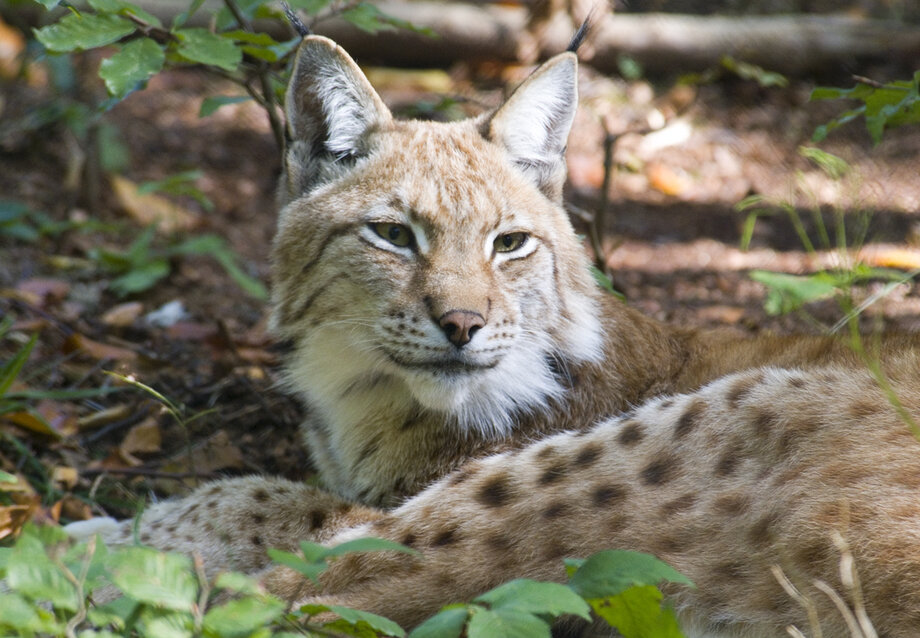 luchs